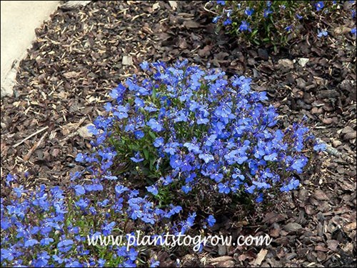 Lobelia Riviera Midnight Blue